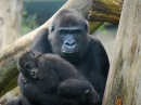 Мама и малыш горилла