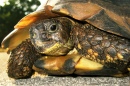 Макроснимок черепахи