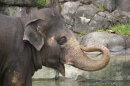 Слон в зоопарке Окленда