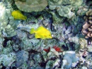 Коралловый риф и Жёлтые зебрасомы на Кона