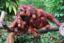 Семья орангутангов
