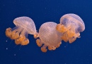 Австралийская пятнистая медуза
