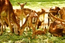 Олени в национальном парке Баннергхатта, Индия