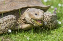 Черепаха ест маргаритку