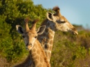 Портрет жирафов, Восточно-Капская провинция, Южная Африка
