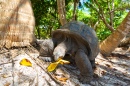 Слоновая черепаха на Сейшелах