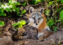 Серая лисица с малышом