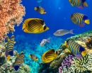 Коралловый риф в Красном море
