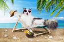 Кошка в отпуске