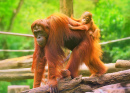 Маленький орангутанг на маме