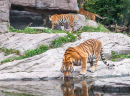 Бенгальский тигр у водопоя