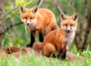 Любопытные детеныши рыжей лисицы