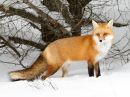 Рыжая лисица охотится в снегу