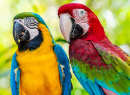 Крупный план лица разноцветных птиц ара