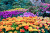 Разноцветные тюльпаны в парке
