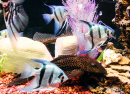 Цветные рыбки в рифовом аквариуме