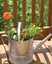 My Watering Can