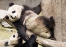 Большие панда