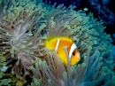 Рыба-клоун в анемоне в Красном море