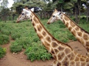 Центр жирафов в Найроби