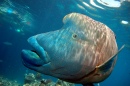 Рыба-наполеон, Большой Барьерный Риф