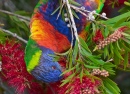 Многоцветный лорикет в Меримбула, Австралия