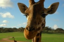 Жираф - единственное животное, рождающееся с рожками