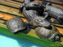 Черепахи и крокодилы дремлют в Gatorland