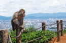 Парк обезьян Иватаяма