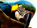 Сине-желтый попугай ара