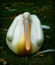 Ленивый пеликан
