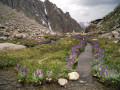 Альпийские цветы в Ала-Арча