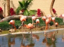 Остров Фламинго