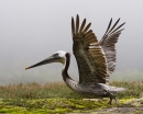 Американский бурый пеликан, Морро Бэй