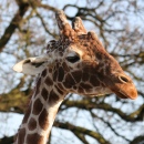 Жираф, зоопарк Колчестер, Англия