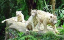 Белые тигры, Сингапурский зоопарк