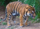 Тигр в зоопарке Сан-Диего