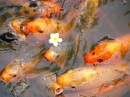 Рыбы в пруду, Вьетнам
