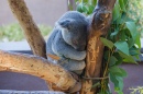 Сонная коала, зоопарк Сан-Диего