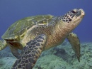 Морская черепашка, Кона, Гавайи