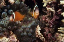 Рыба-клоун, Фиджи