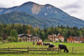 Коровы в Аберзее, Австрия