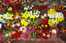Цветы на продажу