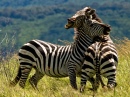 Поединок зебр
