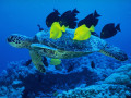 Жёлтые зебрасомы чистят морскую черепаху