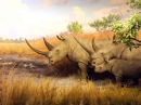 Пухлые носороги