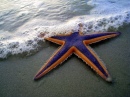 Оранжево-фиолетовая морская звезда