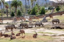 Сафари парк в зоопарке Сан-Диего