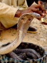 Придорожный заклинатель змей, Индия