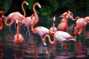 Сады Фламинго